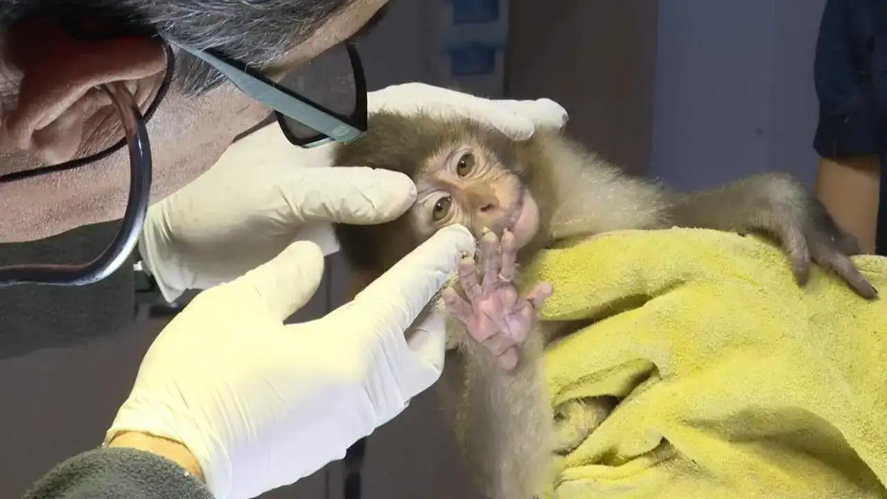Antalya’ya Kaçak Gelen Fıstık Yeni Hayatına Merhaba Dedi! 8